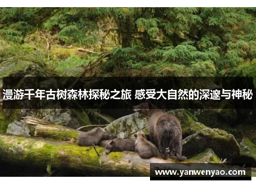 漫游千年古树森林探秘之旅 感受大自然的深邃与神秘